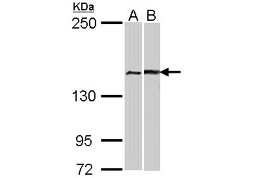 FACA antibody from Signalway Antibody (22716) - Antibodies.com