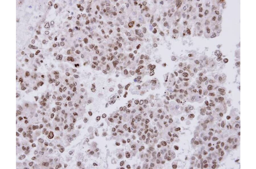 Immunohistochemistry - FACA antibody from Signalway Antibody (22716) - Antibodies.com