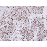 Immunohistochemistry - FACA antibody from Signalway Antibody (22716) - Antibodies.com