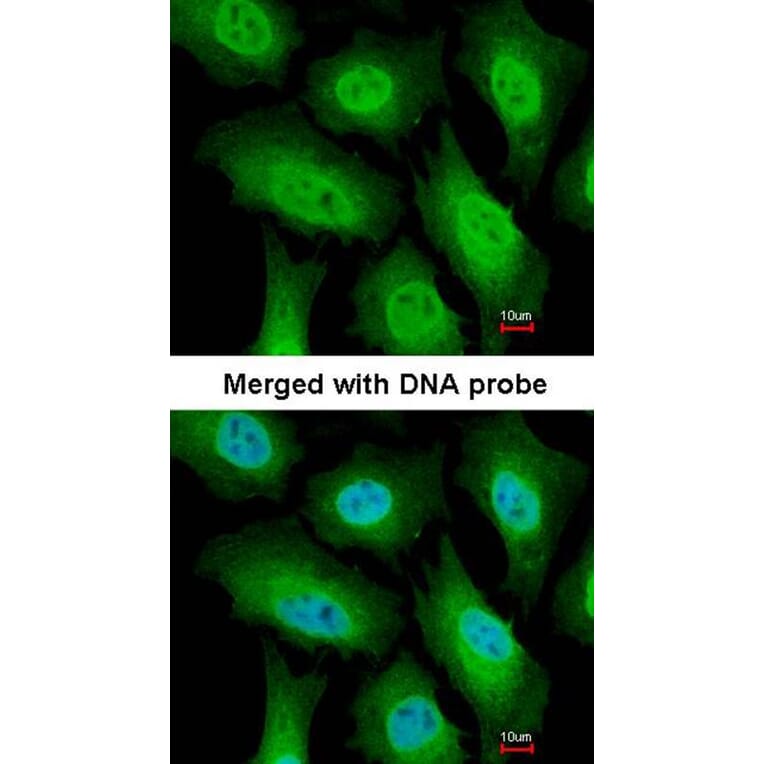Immunofluorescence - FACA antibody from Signalway Antibody (22716) - Antibodies.com