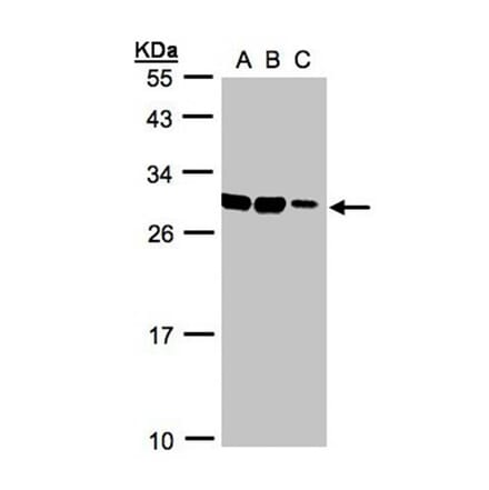 ASB9 antibody from Signalway Antibody (22728) - Antibodies.com