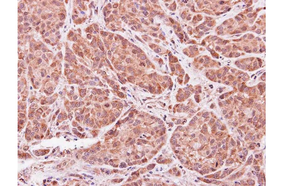 Immunohistochemistry - ASB9 antibody from Signalway Antibody (22728) - Antibodies.com