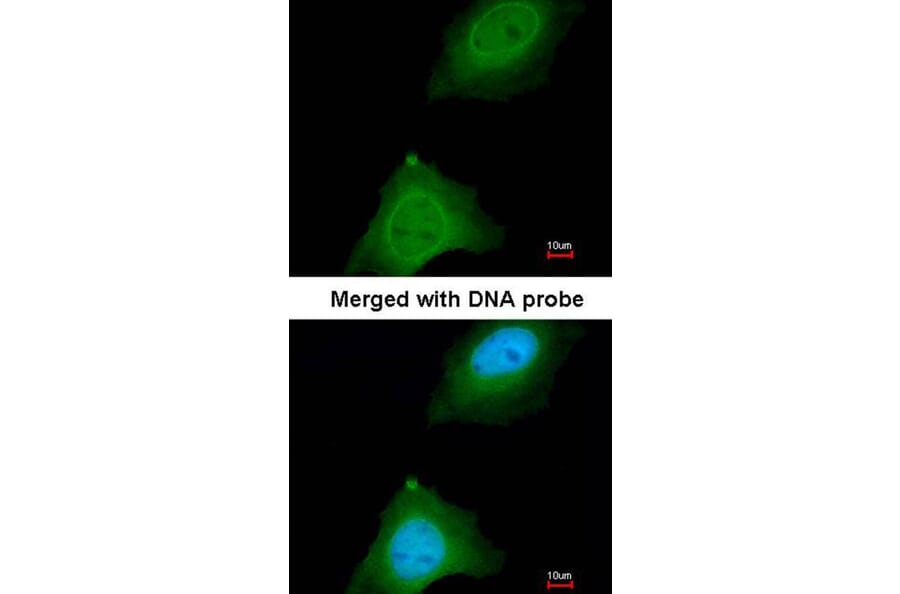 Immunofluorescence - ASB9 antibody from Signalway Antibody (22728) - Antibodies.com
