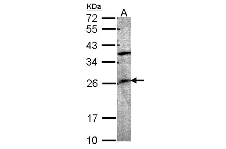 GRAP antibody from Signalway Antibody (22735) - Antibodies.com