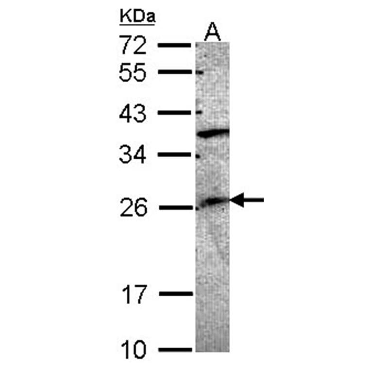 GRAP antibody from Signalway Antibody (22735) - Antibodies.com