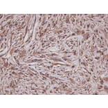 Immunohistochemistry - GRAP antibody from Signalway Antibody (22735) - Antibodies.com