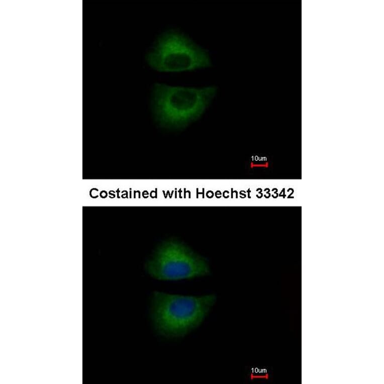 Immunofluorescence - GRAP antibody from Signalway Antibody (22735) - Antibodies.com