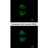 Immunofluorescence - GRAP antibody from Signalway Antibody (22735) - Antibodies.com