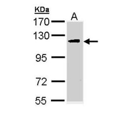 ULK2 antibody from Signalway Antibody (22739) - Antibodies.com