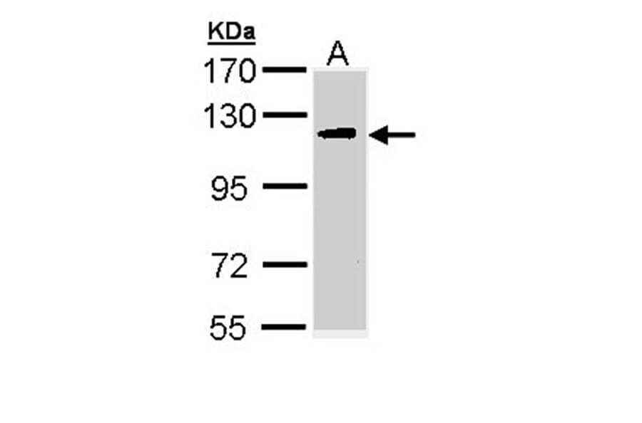 ULK2 antibody from Signalway Antibody (22739) - Antibodies.com
