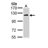 ULK2 antibody from Signalway Antibody (22739) - Antibodies.com