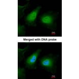 Immunofluorescence - ULK2 antibody from Signalway Antibody (22739) - Antibodies.com