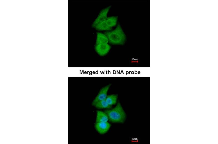 Immunofluorescence - PFKL antibody from Signalway Antibody (22748) - Antibodies.com
