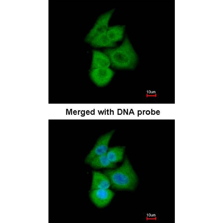 Immunofluorescence - PFKL antibody from Signalway Antibody (22748) - Antibodies.com