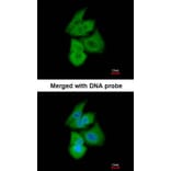 Immunofluorescence - PFKL antibody from Signalway Antibody (22748) - Antibodies.com