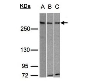 ATRX antibody from Signalway Antibody (22768) - Antibodies.com