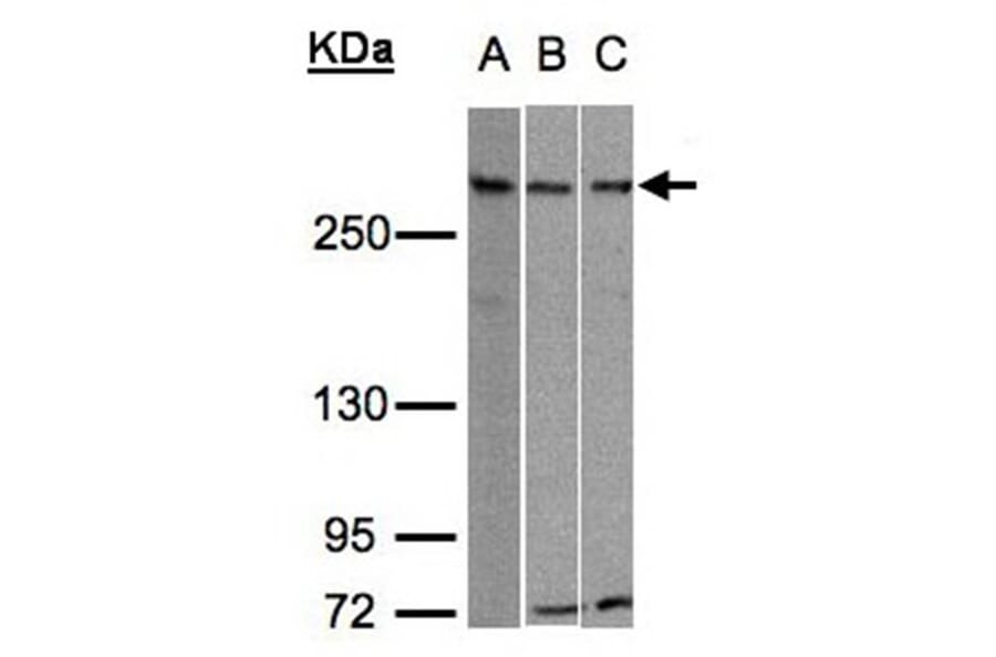 ATRX antibody from Signalway Antibody (22768) - Antibodies.com