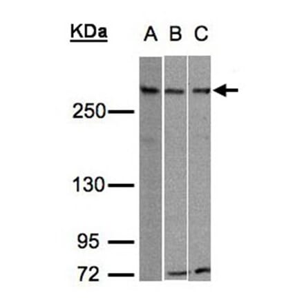 ATRX antibody from Signalway Antibody (22768) - Antibodies.com
