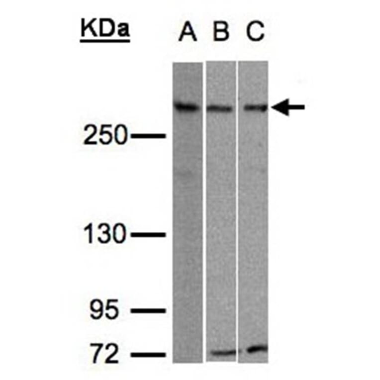 ATRX antibody from Signalway Antibody (22768) - Antibodies.com