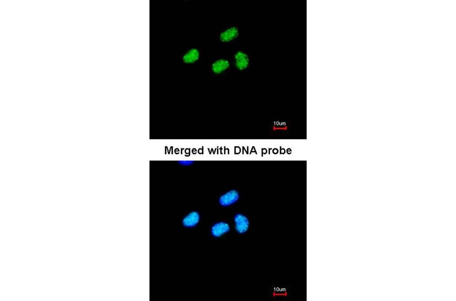 Immunofluorescence - ATRX antibody from Signalway Antibody (22768) - Antibodies.com