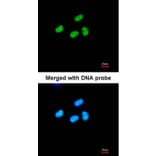 Immunofluorescence - ATRX antibody from Signalway Antibody (22768) - Antibodies.com