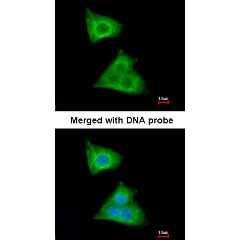 Immunofluorescence - PFKL antibody from Signalway Antibody (22786) - Antibodies.com