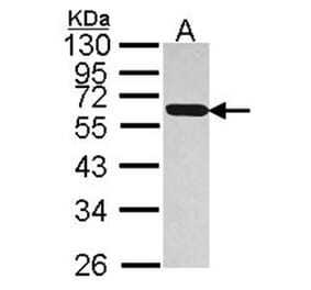 PDIR antibody from Signalway Antibody (22796) - Antibodies.com