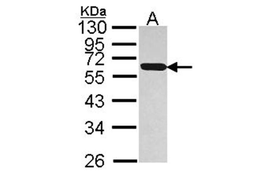 PDIR antibody from Signalway Antibody (22796) - Antibodies.com