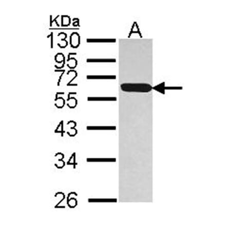 PDIR antibody from Signalway Antibody (22796) - Antibodies.com