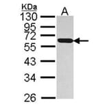 PDIR antibody from Signalway Antibody (22796) - Antibodies.com