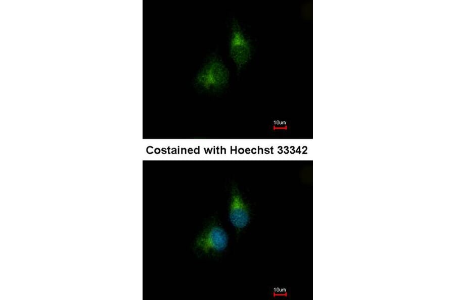 Immunofluorescence - PDIR antibody from Signalway Antibody (22796) - Antibodies.com