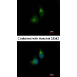 Immunofluorescence - PDIR antibody from Signalway Antibody (22796) - Antibodies.com