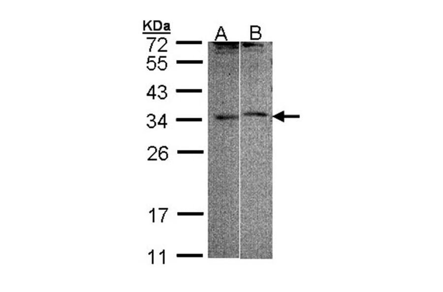 FHL5 antibody from Signalway Antibody (22811) - Antibodies.com