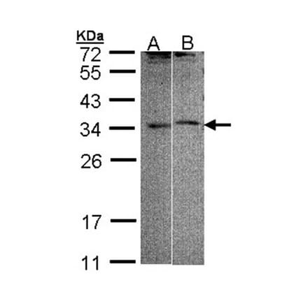 FHL5 antibody from Signalway Antibody (22811) - Antibodies.com