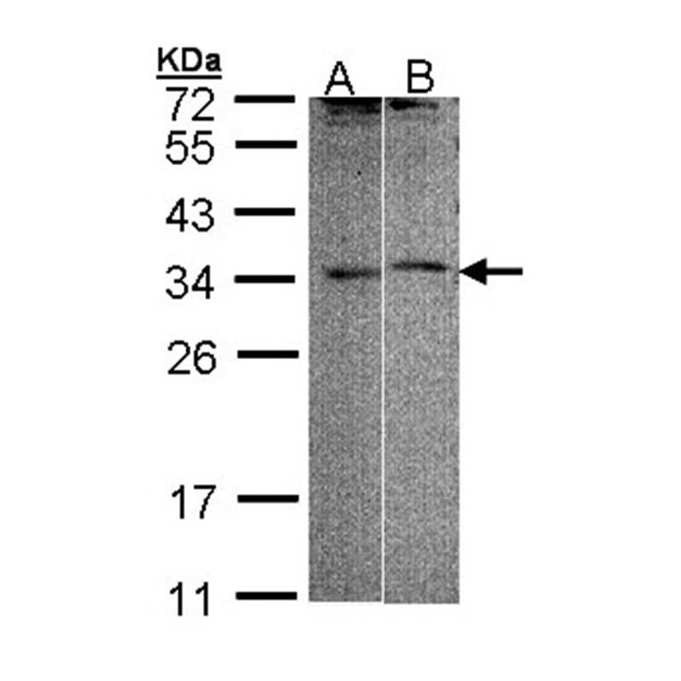 FHL5 antibody from Signalway Antibody (22811) - Antibodies.com
