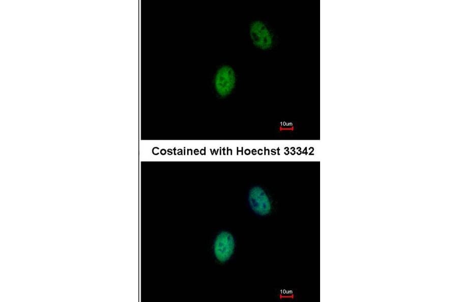 Immunofluorescence - FHL5 antibody from Signalway Antibody (22811) - Antibodies.com