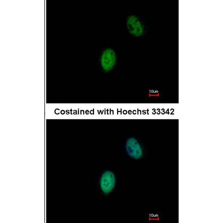 Immunofluorescence - FHL5 antibody from Signalway Antibody (22811) - Antibodies.com