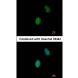 Immunofluorescence - FHL5 antibody from Signalway Antibody (22811) - Antibodies.com