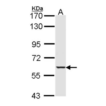 MST1 antibody from Signalway Antibody (22812) - Antibodies.com