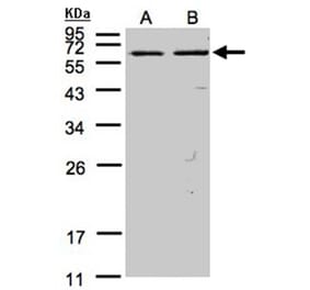 FAST antibody from Signalway Antibody (22837) - Antibodies.com