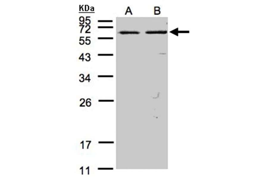 FAST antibody from Signalway Antibody (22837) - Antibodies.com