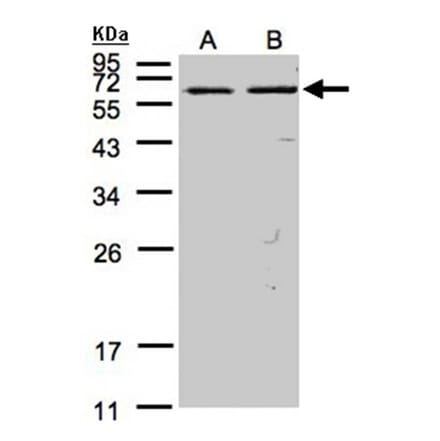 FAST antibody from Signalway Antibody (22837) - Antibodies.com