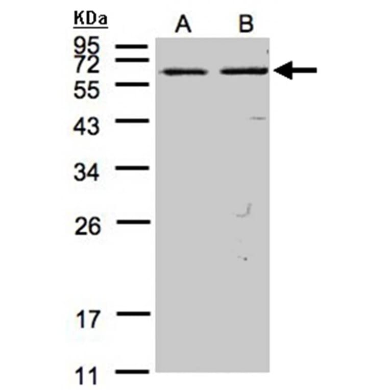 FAST antibody from Signalway Antibody (22837) - Antibodies.com
