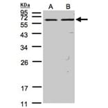 FAST antibody from Signalway Antibody (22837) - Antibodies.com