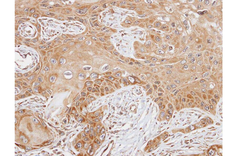 Immunohistochemistry - FAST antibody from Signalway Antibody (22837) - Antibodies.com