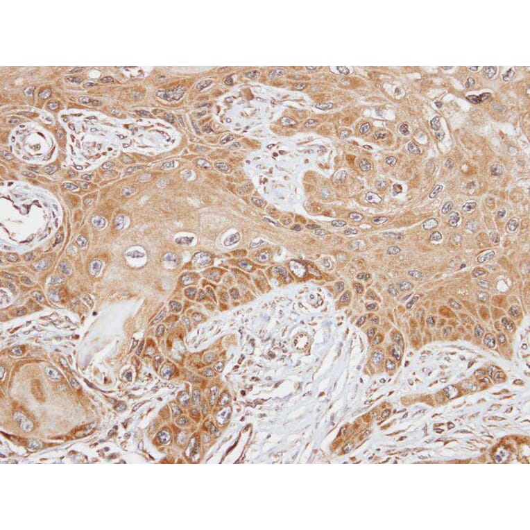 Immunohistochemistry - FAST antibody from Signalway Antibody (22837) - Antibodies.com