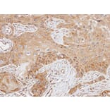 Immunohistochemistry - FAST antibody from Signalway Antibody (22837) - Antibodies.com