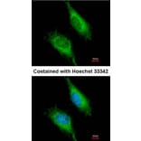 Immunofluorescence - FAST antibody from Signalway Antibody (22837) - Antibodies.com