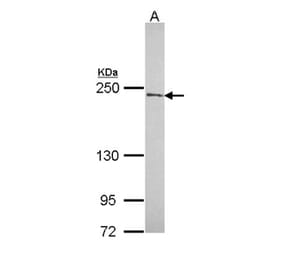 NuMA antibody from Signalway Antibody (22849) - Antibodies.com