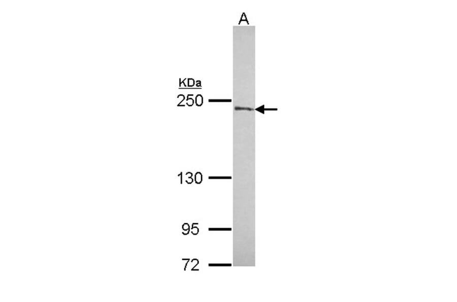 NuMA antibody from Signalway Antibody (22849) - Antibodies.com